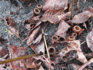 Cover photo for Mummy Berry Alert for Southeastern NC