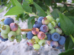 Mummy Berry disease on blueberry