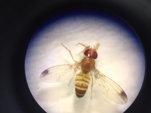Male Spotted Wing Drosophila fly 