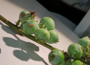 Egg cluster on berry fruit