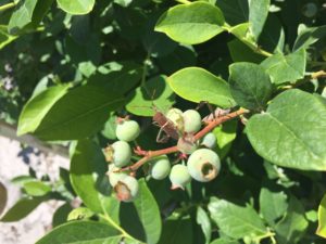 Leaf-footed bugs on unripe blueberries