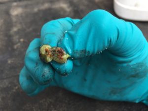 Cherry Fruitworm larvae damage on blueberry fruit