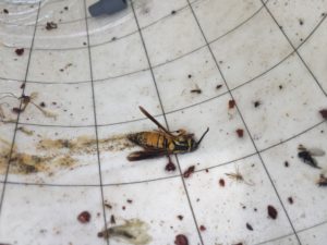 Wasp that was caught in the trap