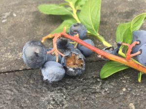 Large animal damage on blueberry fruit