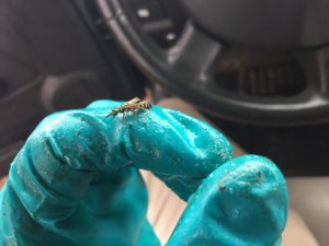 Live wasp on a person’s gloved hand