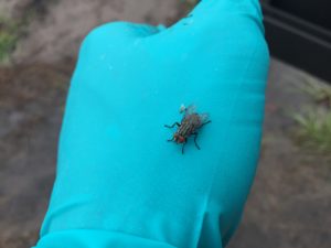 non-target fly