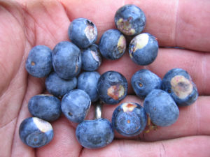 Exobasidium on Fruit