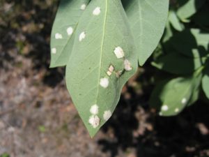 leaf spot