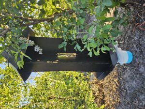 Nlack panel trap with a hole in the middle holding a beetle lure, holding on the branch of a blueberry bush