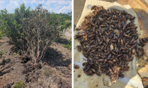 Two pictures, left showing two wilting blueberry bushed uprooted leaning on healthy green blueberry bushes behind them; right showing a group of more than 100 dead adult Prionus beetles laying in a white cloth.