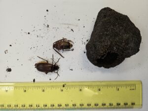 two beetles in the top and coocon built with soil, with a ruler next to them